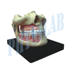 Human Upper And Lower Jaw