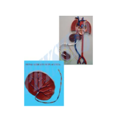 Fetal Circulation Model