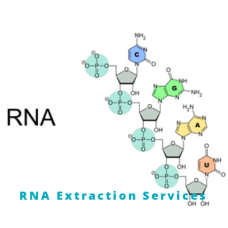 RNA extraction Services