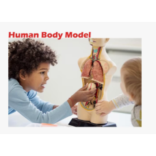 Human Body Model