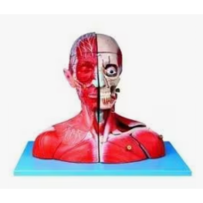 Human Body Model