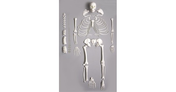 Buy Deluxe Human Disarticulated Skeleton Model get price for lab equipment