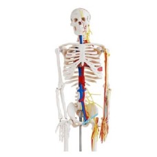 Human Skeleton Model with Nerves and Blood Vessels