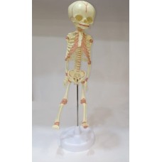 Kay Kay Fetus Skeleton