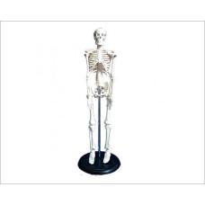 Kay Kay Human Skeleton Models