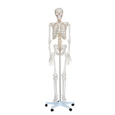 Male Skeleton Model