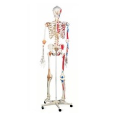 PVC Human Skeleton With Ligaments & Painted Muscles