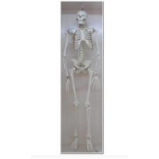 Human Skeleton Model