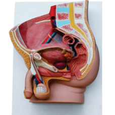 Human Male Pelvis Section Model