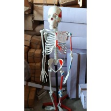 Fiber Glass Human Skeleton Full Size 5 Feet