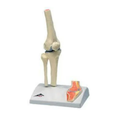 Human Joint Models