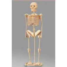 Human Skeleton Models