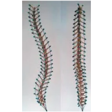 Human Spine Models