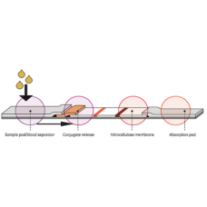 Nitrocellulose Membrane For Lateral Flow Immunoassay