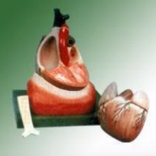 Human Heart Model