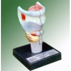 Human Larynx