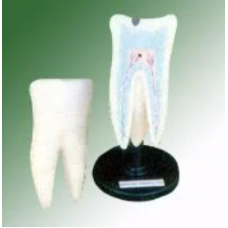 Human Tooth