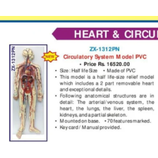 Circulatory System Model PVC