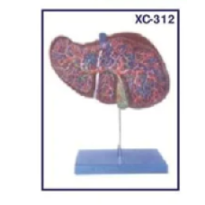 Human Liver on stand