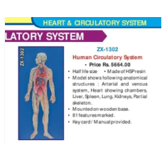 Human Circulatory System Model on Board