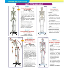 Disarticulated Human Skeleton Model