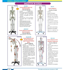 Human Skeleton With Stand