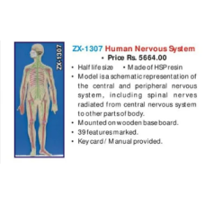 Human Nervous System HSP Resin