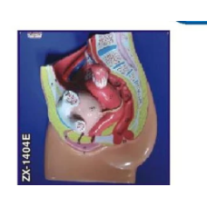 Female Pelvis Model Small