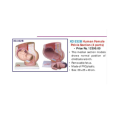 Human Female Pelvis Section