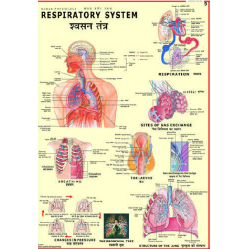 Buy Charts Human Physiology get price for lab equipment