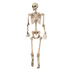 Human Skelton