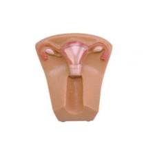 IUD Female Nursing Manikin