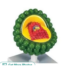 AIDS Virus Model