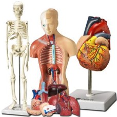 Human Physiology Model