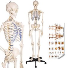 Human Skeleton Model