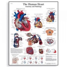 Laminated Charts