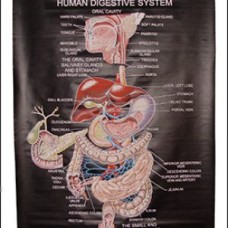 Rexine Charts