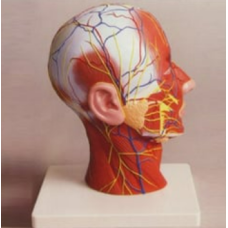 Human Head And Neck Model